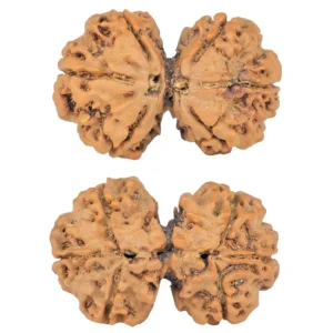 6 Mk Gaurishankar 28.8mm 4.16gm - Rudraksha