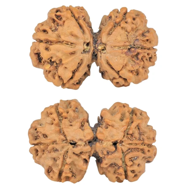 6 Mk Gaurishankar 28.8mm 4.16gm - Rudraksha