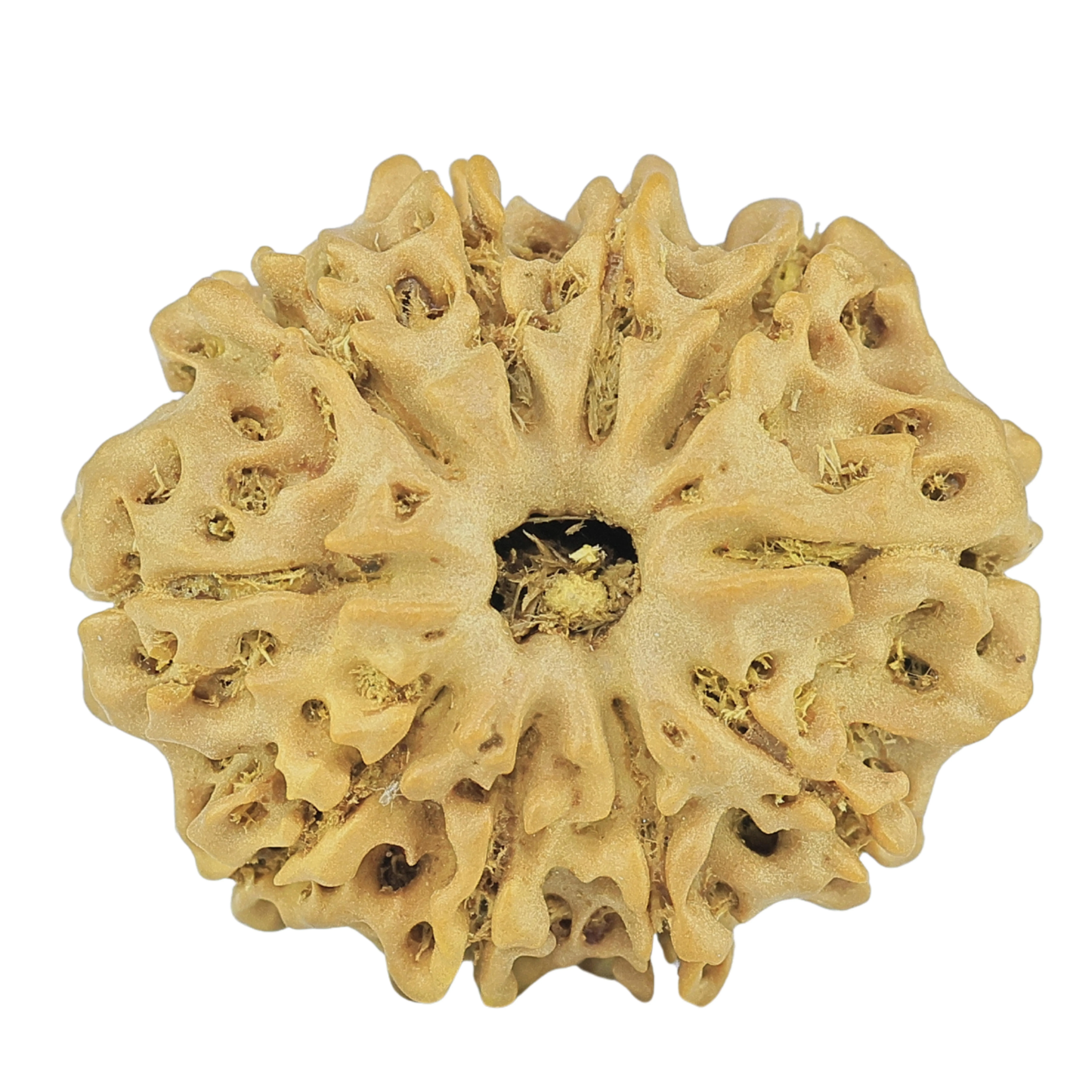 10 Mukhi Rudraksha 24.2mm 3.41gm - Rudraksha