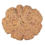 8 Mukhi Rudraksha 31.5mm 8.47gm - Rudraksha