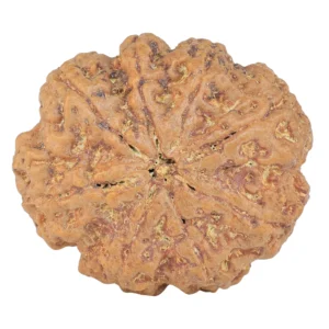 8 Mukhi Rudraksha 31.5mm 8.47gm - Rudraksha