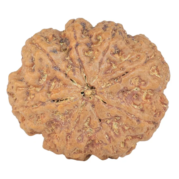 8 Mukhi Rudraksha 31.5mm 8.47gm - Rudraksha