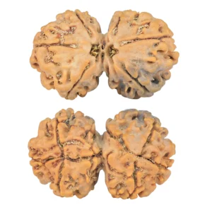 7 MK Gaurishankar 30.9mm 5.11gm - Rudraksha