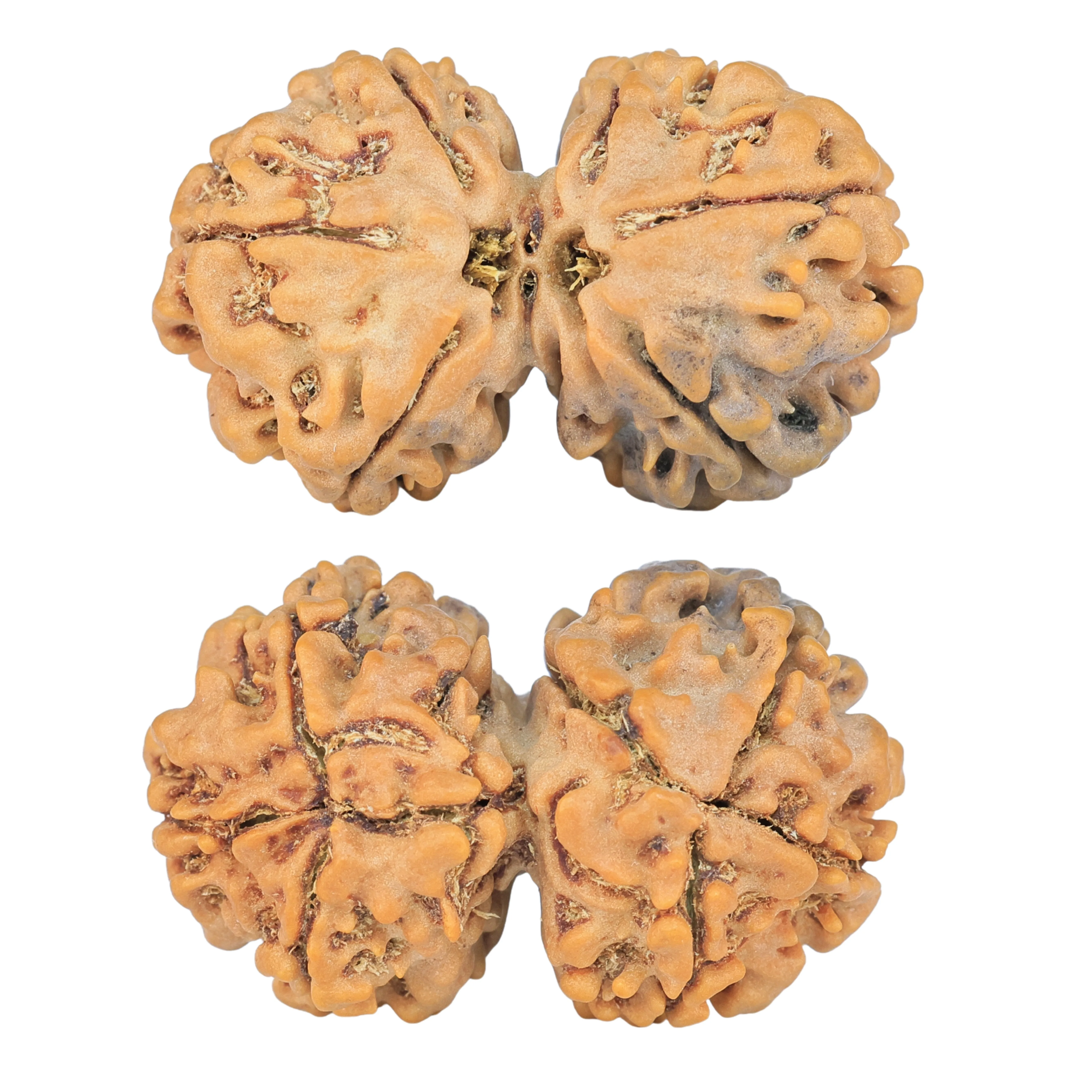 7 MK Gaurishankar 30.9mm 5.11gm - Rudraksha