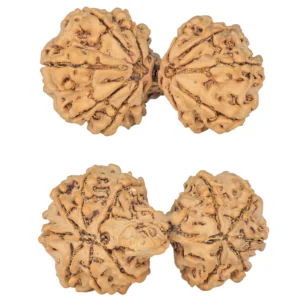 12 MK Gaurishankar 37.8mm 7.21gm - Rudraksha