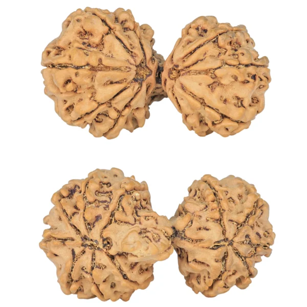12 MK Gaurishankar 37.8mm 7.21gm - Rudraksha