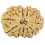 11 MK Gaurishankar 29.5mm 5.66gm - Rudraksha
