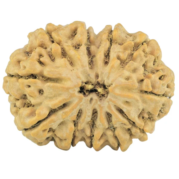 11 MK Gaurishankar 29.5mm 5.66gm - Rudraksha