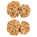 7 MK Gaurishankar 27.1mm 3.91gm - Rudraksha