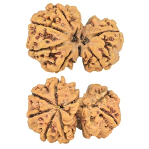 7 MK Gaurishankar 27.1mm 3.91gm - Rudraksha