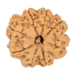 8 Mukhi Rudraksha 23.7mm 4.28gm - Rudraksha