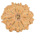 9 Mukhi Rudraksha 20.7mm 2.49gm - Rudraksha