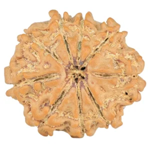 9 Mukhi Rudraksha 20.7mm 2.49gm - Rudraksha