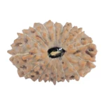 16 Mukhi Rudraksha 18.5mm 1.24gm - Rudraksha