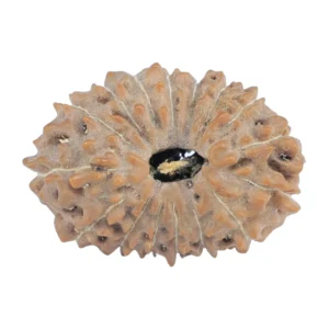 16 Mukhi Rudraksha 18.5mm 1.24gm - Rudraksha