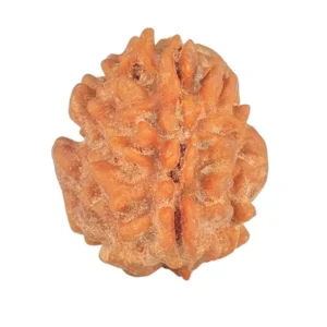 1 Mukhi Rudraksha 14.4mm 0.89gm - Rudraksha
