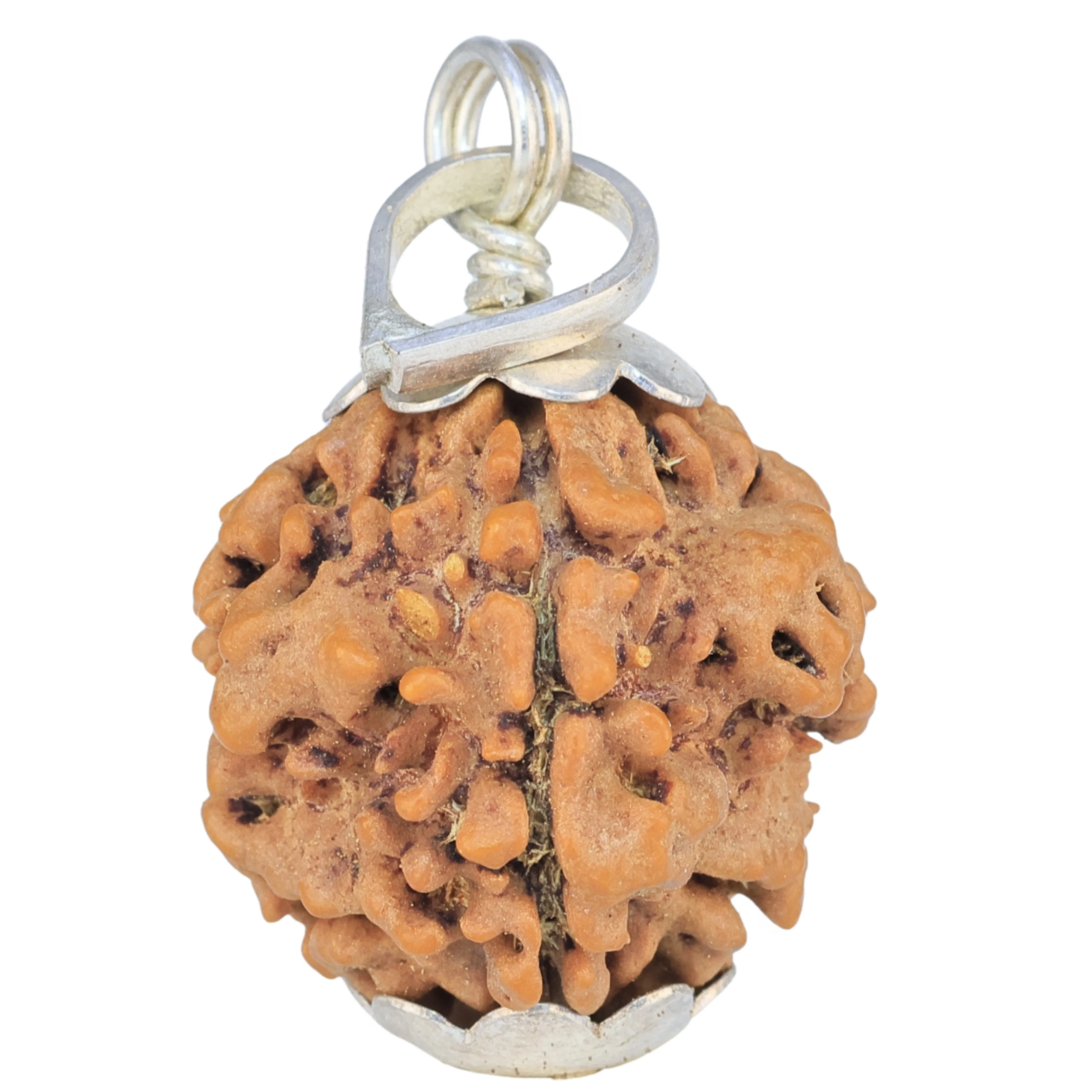 1MK(Underdeveloped) 20.3mm 5gm - Rudraksha
