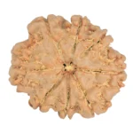 8 Mukhi Rudraksha 25.6mm 5gm - Rudraksha