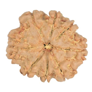 8 Mukhi Rudraksha 25.6mm 5gm - Rudraksha