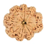 8 Mukhi Rudraksha 29.3mm 6.79gm - Rudraksha