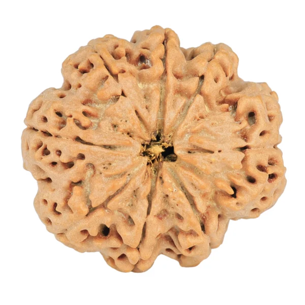 8 Mukhi Rudraksha 29.3mm 6.79gm - Rudraksha