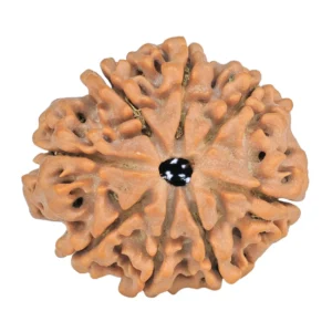 8 Mukhi Rudraksha 28mm 5.71gm - Rudraksha
