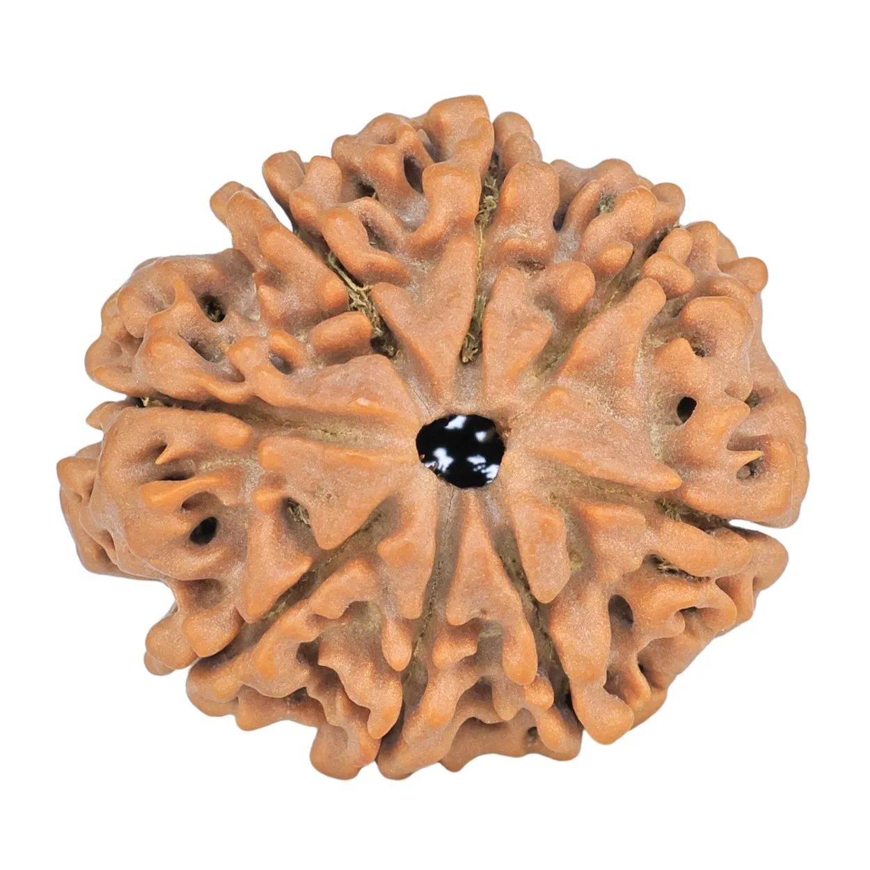 8 Mukhi Rudraksha 28mm 5.71gm - Rudraksha