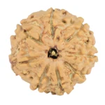 8 Mukhi Rudraksha 20.4mm 2.51gm - Rudraksha