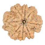 8 Mukhi Rudraksha 25.8mm 5.36gm - Rudraksha