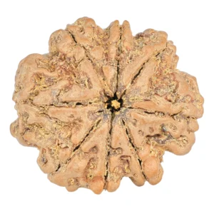 8 Mukhi Rudraksha 25.8mm 5.36gm - Rudraksha