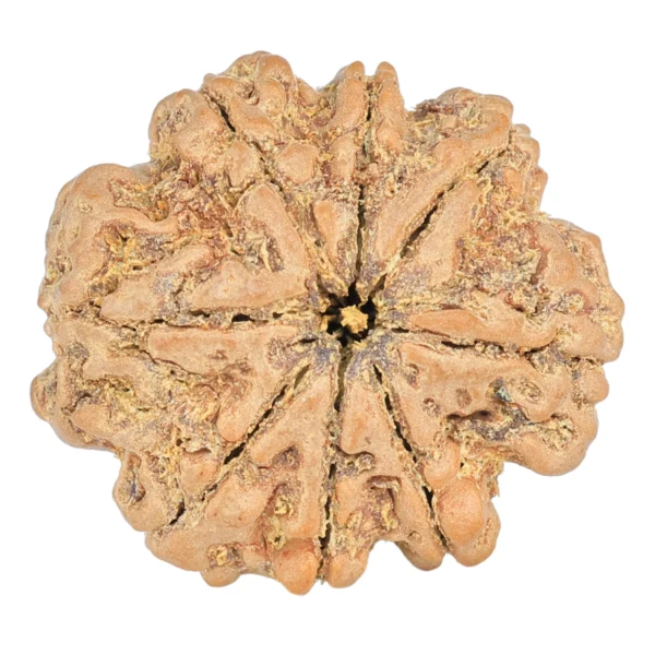 8 Mukhi Rudraksha 25.8mm 5.36gm - Rudraksha