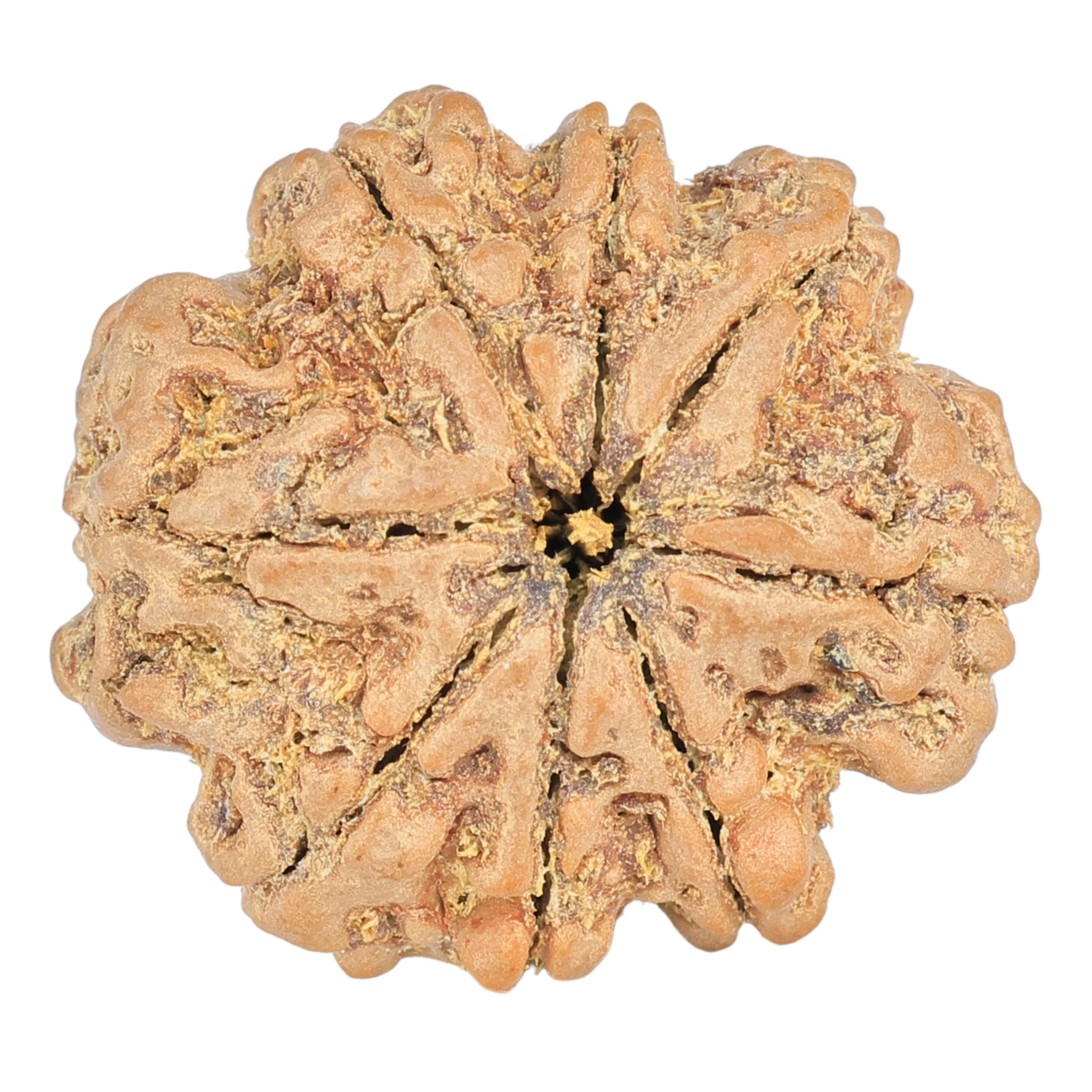 8 Mukhi Rudraksha 25.8mm 5.36gm - Rudraksha
