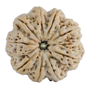 9 Mukhi Rudraksha 30.1mm 7.94gm - Rudraksha