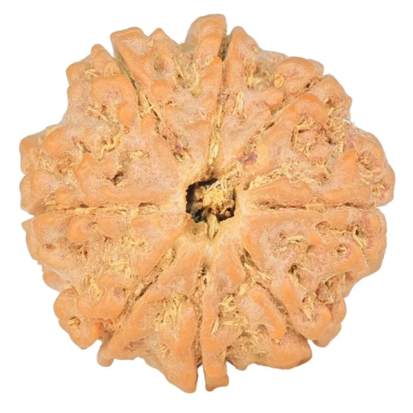 8 Mukhi Rudraksha 22.4mm 4.16gm - Rudraksha