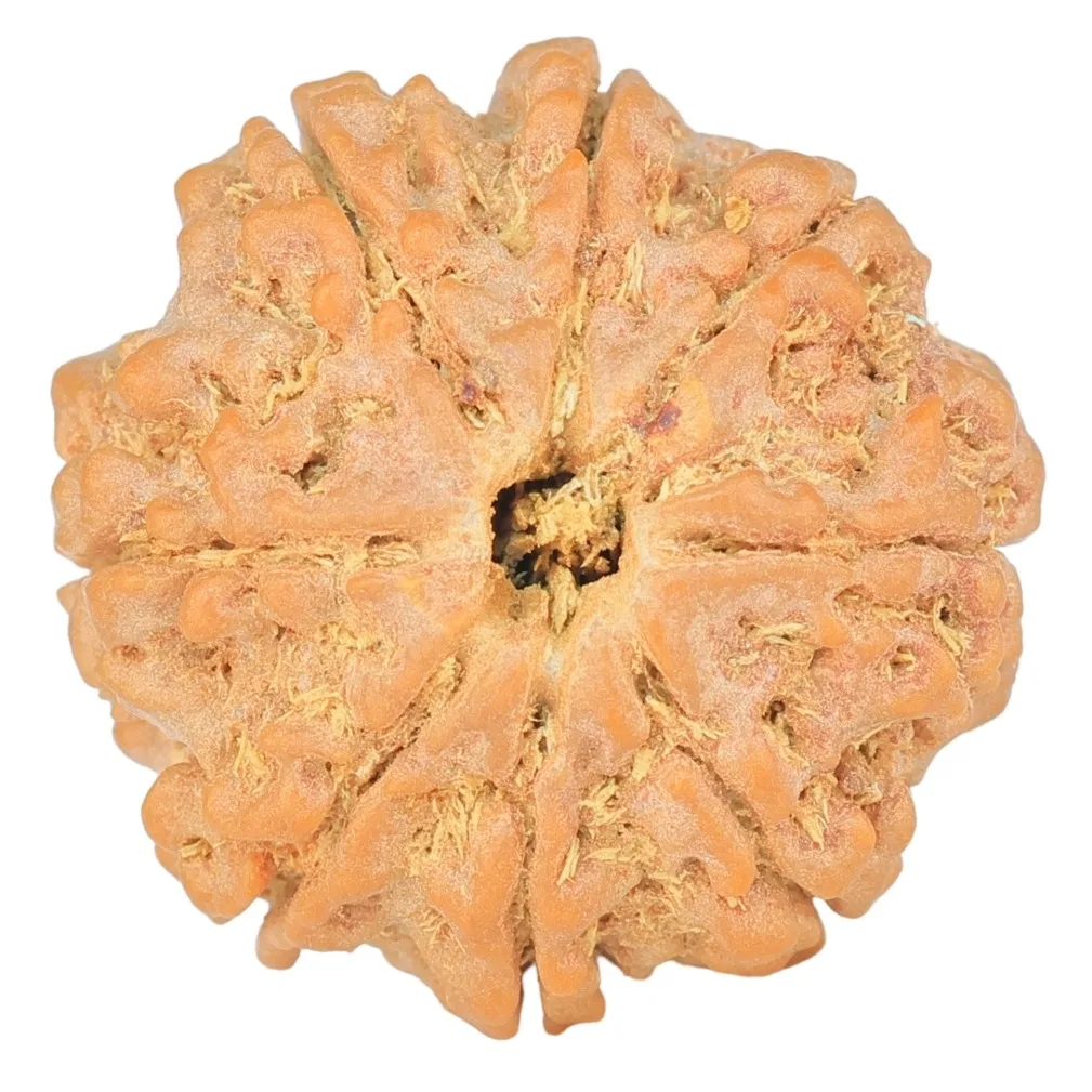 8 Mukhi Rudraksha 22.4mm 4.16gm - Rudraksha