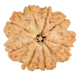 8 Mukhi Rudraksha 28.4mm 6.87gm - Rudraksha
