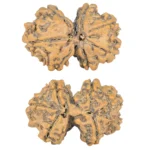 7 MK Gaurishankar 27.9mm 4.17gm - Rudraksha