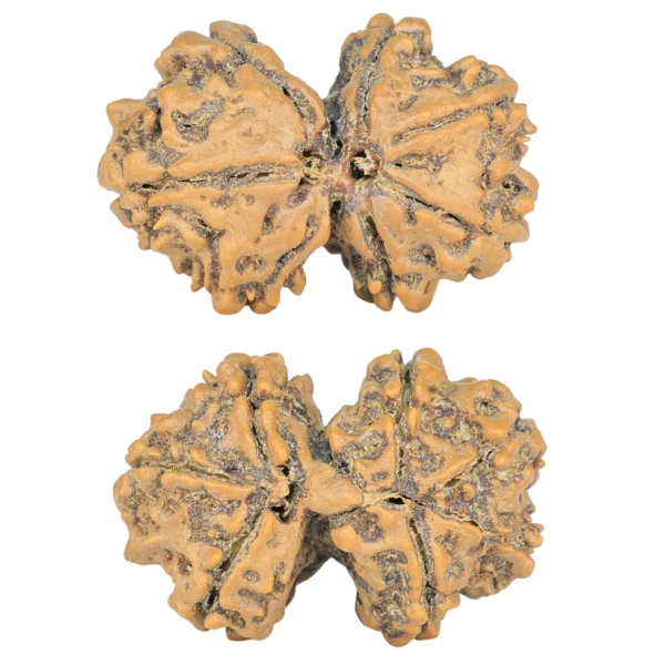 7 MK Gaurishankar 27.9mm 4.17gm - Rudraksha