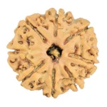8 Mukhi Rudraksha 24.1mm 3.59gm - Rudraksha