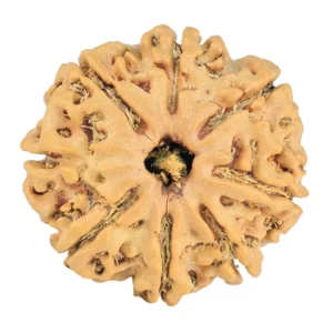 8 Mukhi Rudraksha 24.1mm 3.59gm - Rudraksha