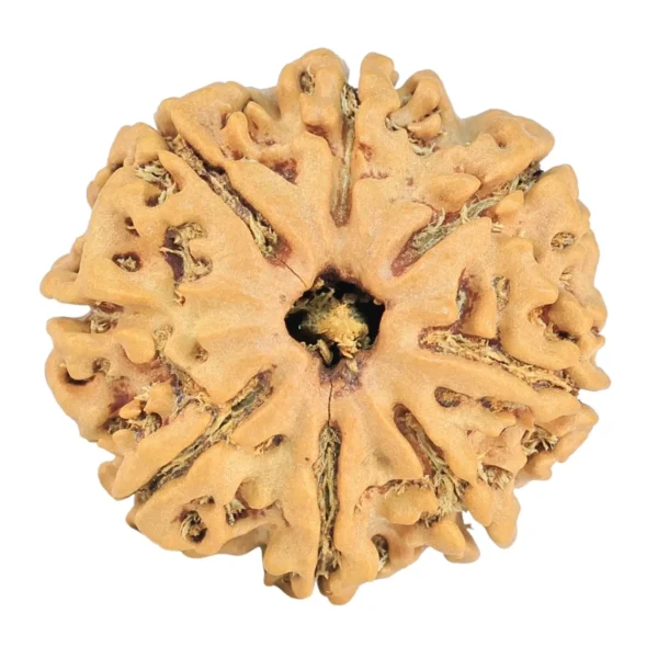 8 Mukhi Rudraksha 24.1mm 3.59gm - Rudraksha