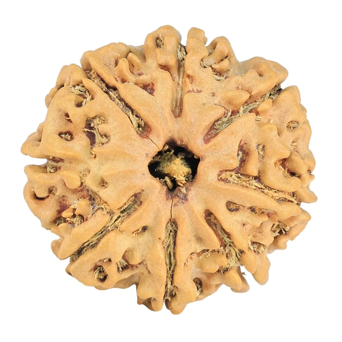 8 Mukhi Rudraksha 24.1mm 3.59gm - Rudraksha