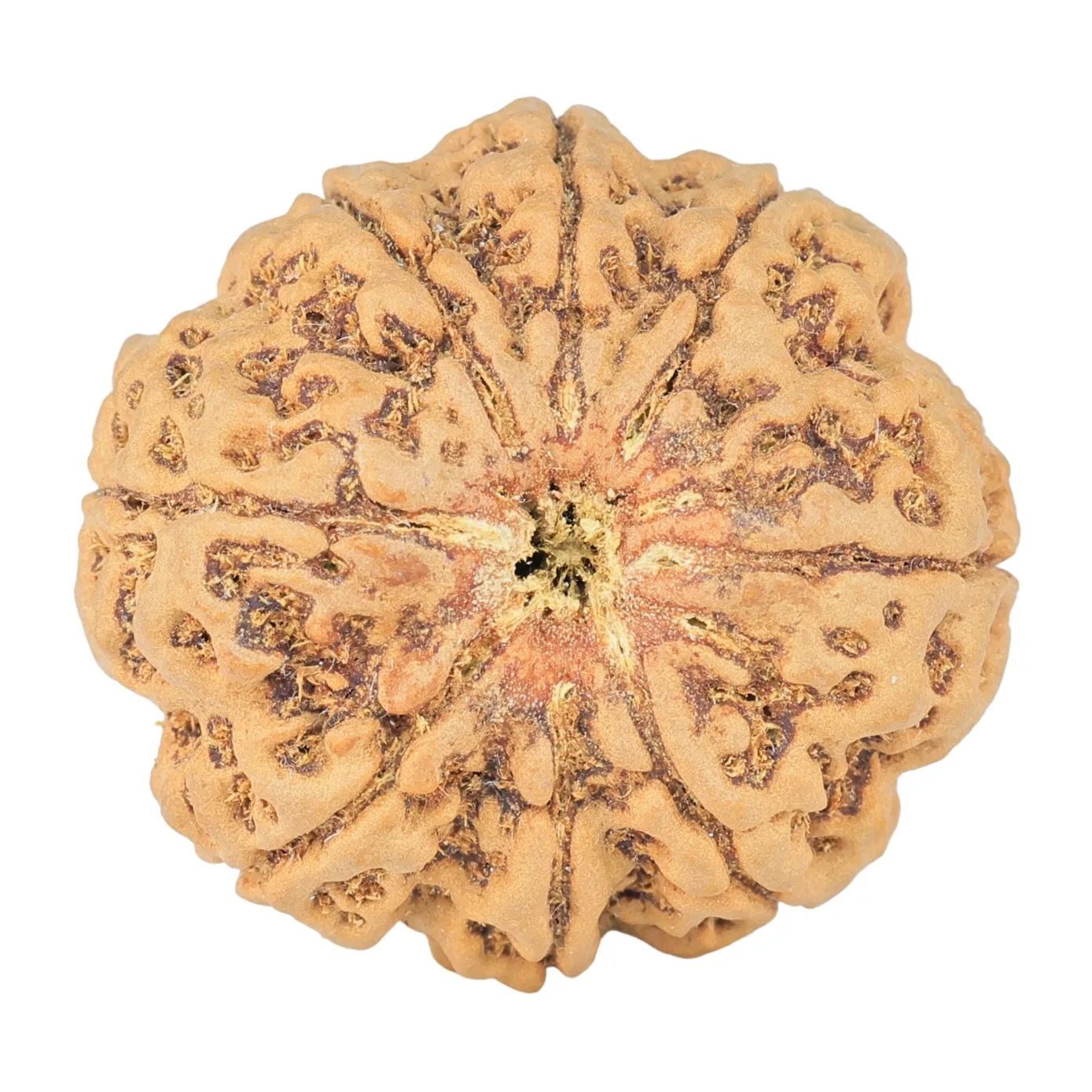 8 Mukhi Rudraksha 31.9mm 9.68gm - Rudraksha