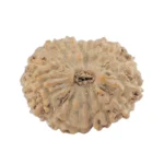 17 Mukhi Rudraksha 14.3mm 0.8gm - Rudraksha