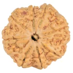 8 Mukhi Rudraksha 28.9mm 6.76gm - Rudraksha