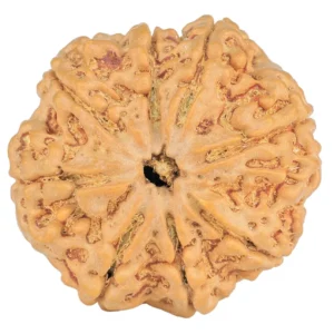 8 Mukhi Rudraksha 28.9mm 6.76gm - Rudraksha