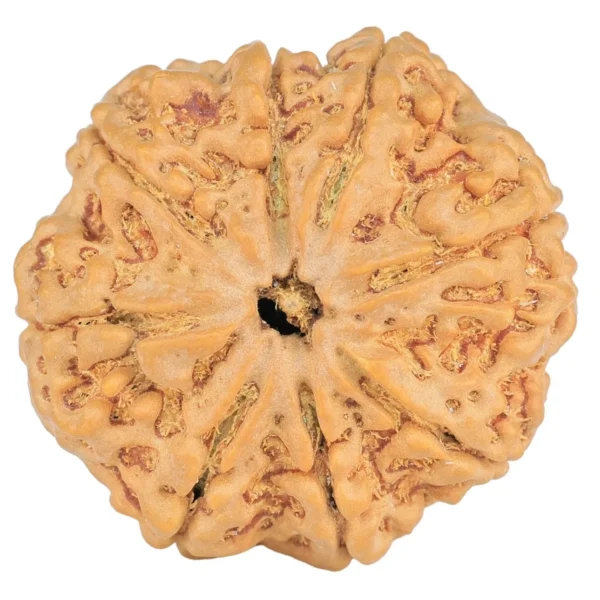 8 Mukhi Rudraksha 28.9mm 6.76gm - Rudraksha