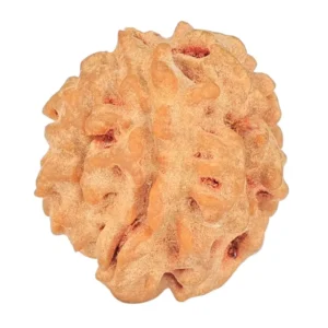 1 Mukhi Rudraksha 21mm 2.87gm - Rudraksha