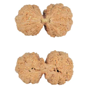 11 MK Gaurishankar 39.8mm 9.17gm - Rudraksha