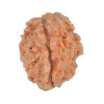 1 Mukhi Rudraksha 21.7mm 2.7gm - Rudraksha